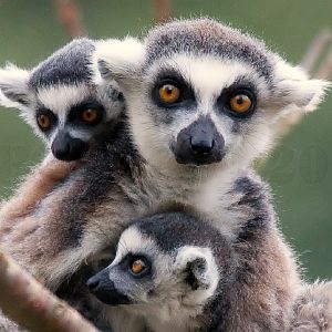 Ring Tailed Lemur Family