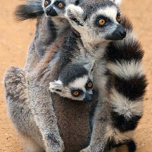 Ring Tailed Lemur Family