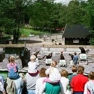 Aalborg Zoo 1986 - Sea Lion feeding