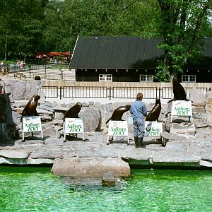 Aalborg Zoo 1986 - Sea Lion feeding