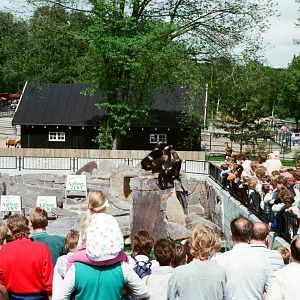 Aalborg Zoo 1986 - Sea Lion feeding