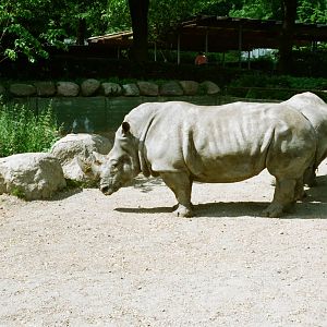 Aalborg Zoo 1986 - White Rhinoceros exhibit