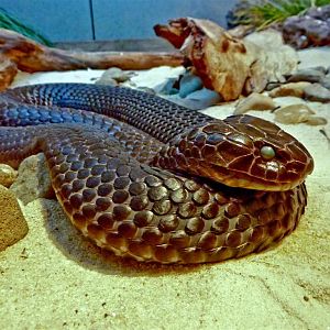 Chapple Island Tiger Snake