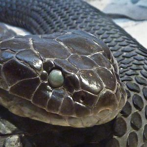 Chapple Island Tiger Snake