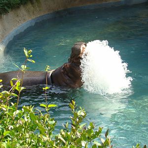Hippo splashing around