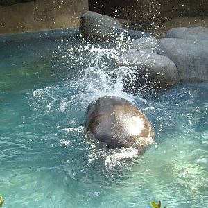 Hippo splashing around
