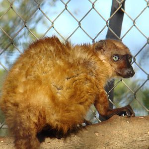 Sclater's Blue-eyed Lemur