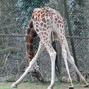 FEMALE ROTHCHILD'S GIRAFFE
