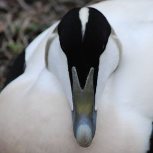 EIDER DUCK