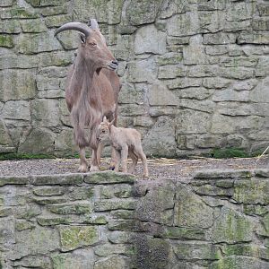 NEW BORN BARBARY SHEEP AND PARENT