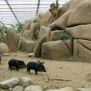 Collared Peccary exhibit photos, Burgers Desert