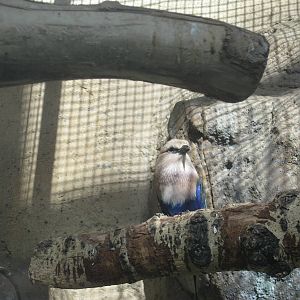 Blue-Bellied Roller