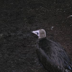 Hooded Vulture