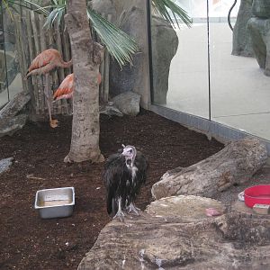 Hooded Vulture/Greater Flamingo