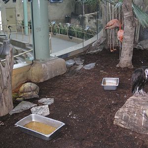 Hooded Vulture/Greater Flamingo/Sulcata Tortoise