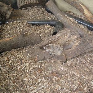 Slender-Tailed Meerkat