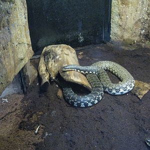 Malagasy Giant Hog-Nosed Snake