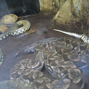 Duméril's boa/Malagasy Giant Hog-Nosed Snake