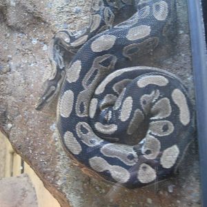 Ball Python