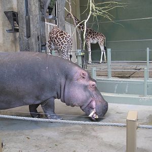 Hippo and Giraffe