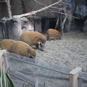 Red River Hog
