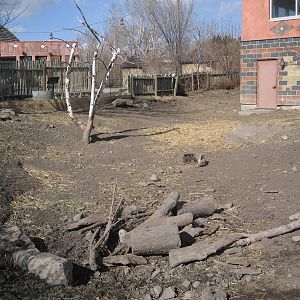 Red River Hog Outdoor Exhibit