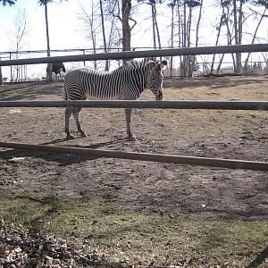 Grévy's Zebra