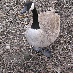 Wild Canada Goose
