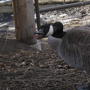 Wild Canada Goose