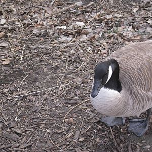Wild Canada Goose