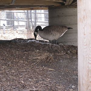 Wild Canada Goose