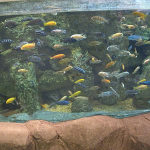 African Cichlids