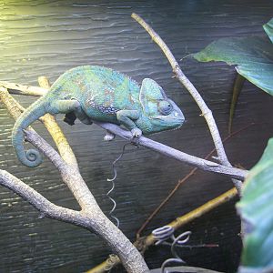 Veiled Chameleon