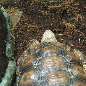 Bell's Hinge-Back Tortoise