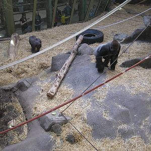 Gorillas