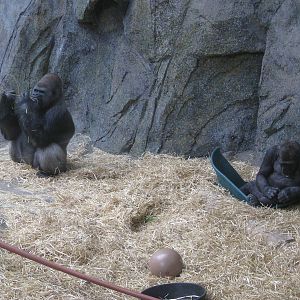 Gorillas