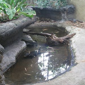 West African Dwarf Crocodiles