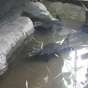 West African Dwarf Crocodiles