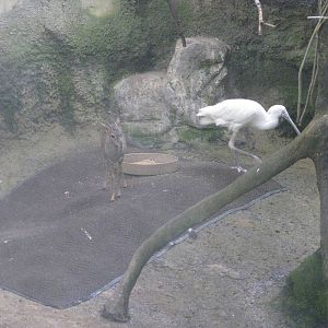 Günther's Dik-dik/African Spoonbill "Humphrey"