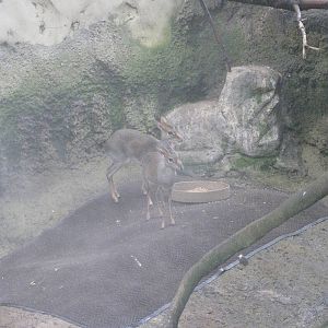 Günther's Dik-diks