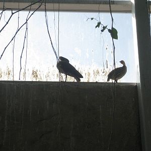 Hammerkop/Yellow-necked Spurfowl