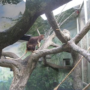 Matschie's Tree-kangaroo
