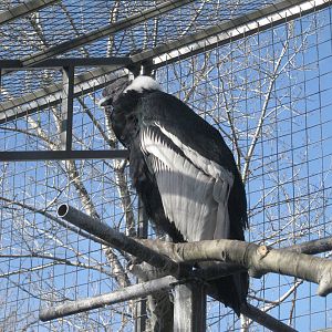 Andean Condor
