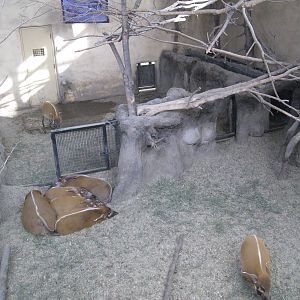 Red River Hog Indoor exhibit