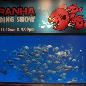 piranha tank