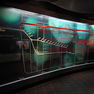 fish evolution timeline