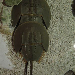 horseshoe crabs in touch pools