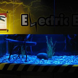 electric eel tank
