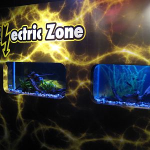 tanks for electric fish