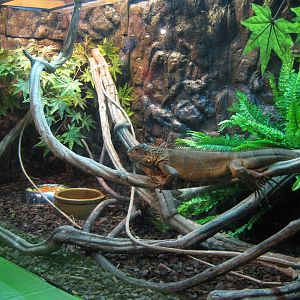 common iguana (Iguana iguana)